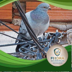 شركة مكافحة الحمام في عجمان 0588991214 4 5 4